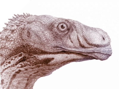 Sarahsaurus Schädel / © Brian Engh