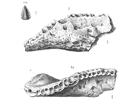 Unterkieferfragment des Sarcolestes. Bild ist gemeinfrei (Public domain) Unterkieferfragment des Sarcolestes. Bild ist gemeinfrei (Public domain)