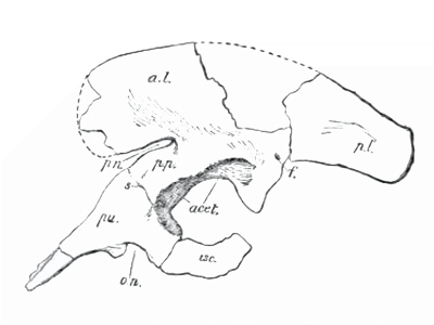 Zeichnung des Becken. Bild ist gemeinfrei (Public Domain)