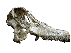 Schädel des Sarmientosaurus / Martínez et al. Creative Commons 4.0 International (CC BY 4.0) Schädel des Sarmientosaurus / Martínez et al. Creative Commons 4.0 International (CC BY 4.0)