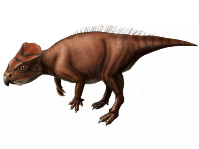 Sasayamagnomus / © Carleton University