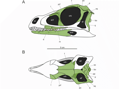 Schädelrekonstruktion / © Bronzati et al.