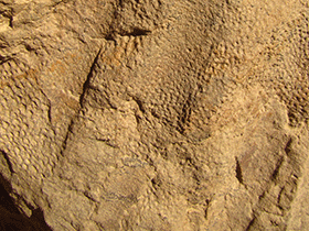 Saurolophus-Hautabdruck / Phil R. Bell. Creative Commons 4.0 International (CC BY 4.0)