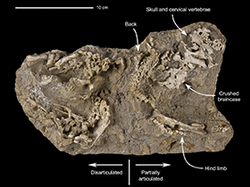 Saurolophus-Jungtier / Dewaele et al. Creative Commons 4.0 International (CC BY 4.0) Saurolophus-Jungtier / Dewaele et al. Creative Commons 4.0 International (CC BY 4.0)