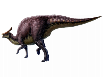 Saurolophus / © L. Xing & Y. Liu