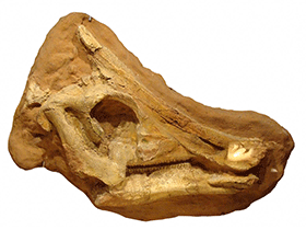 Schädel des Saurolophus / Michał Włodarczyk, bearbeitet von Dinodata.de. Creative Commons NonCommercial-ShareAlike 2.0 Generic (CC BY-NC-SA 2.0) Schädel des Saurolophus / Michał Włodarczyk, bearbeitet von Dinodata.de. Creative Commons NonCommercial-ShareAlike 2.0 Generic (CC BY-NC-SA 2.0)