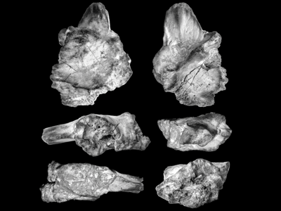 Holotyp / © Cau et al.