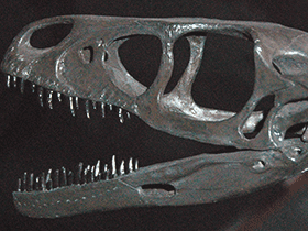 Schädel des Saurornitholestes / James St. John. Creative Commons 2.0 Generic (CC BY 2.0) Schädel des Saurornitholestes / James St. John. Creative Commons 2.0 Generic (CC BY 2.0)