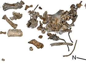 Fossilien des Savannasaurus / Poropat et al. Creative Commons 4.0 International (CC BY 4.0) Fossilien des Savannasaurus / Poropat et al. Creative Commons 4.0 International (CC BY 4.0)