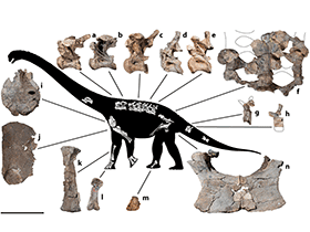 Fossilien des Savannasaurus / Poropat et al. Creative Commons 4.0 International (CC BY 4.0) Fossilien des Savannasaurus / Poropat et al. Creative Commons 4.0 International (CC BY 4.0)