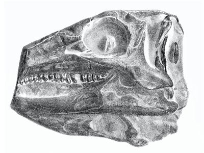 Schädel des Scelidosaurus / Bild ist gemeinfrei (Public Domain)