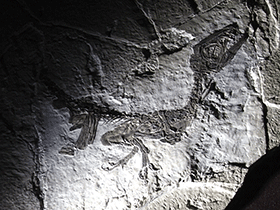 Fossil des Scipionyx / Kumiko. Creative Commons ShareAlike 2.0 Generic (CC BY-SA 2.0) Fossil des Scipionyx / Kumiko. Creative Commons ShareAlike 2.0 Generic (CC BY-SA 2.0)