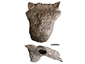 Schädelfragment des Scolosaurus / Arbour & Currie. Creative Commons 4.0 International (CC BY 4.0)