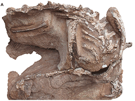 Fossilien des Seitaad / Sertich & Loewen. Creative Commons 4.0 International (CC BY 4.0) Fossilien des Seitaad / Sertich & Loewen. Creative Commons 4.0 International (CC BY 4.0)