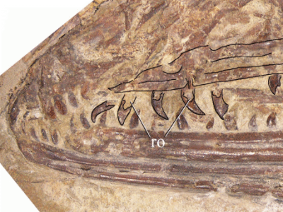 Serikornis Fossil / Agnolin et al. Creative Commons 4.0 International (CC BY 4.0) Serikornis Fossil / Agnolin et al. Creative Commons 4.0 International (CC BY 4.0)