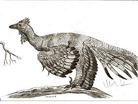 Shanag / © Robinson Kunz. Verwendet mit freundlicher Genehmigung des Autors