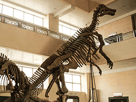 Skelett des Shantungosaurus / © Bruce McAdam. Creative Commons ShareAlike 2.0 Generic (CC BY-SA 2.0) Skelett des Shantungosaurus / Bruce McAdam. Creative Commons ShareAlike 2.0 Generic (CC BY-SA 2.0)