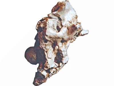 Hirnschale / © Kellermann et al.