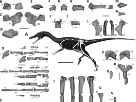 Fossilien / Qin et al. Creative Commons 4.0 International (CC BY 4.0) Fossilien / Qin et al. Creative Commons 4.0 International (CC BY 4.0)