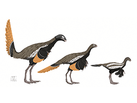 Similicaudipteryx / © Matt Martyniuk Similicaudipteryx / © Matt Martyniuk. Verwendet mit freundlicher Genehmigung des Autors.