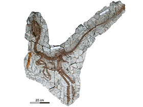 Fossil des Sinocalliopteryx / Xing et al. Creative Commons 4.0 International (CC BY 4.0) Fossil des Sinocalliopteryx / Xing et al. Creative Commons 4.0 International (CC BY 4.0)