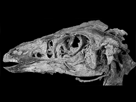 Schädel des Sinornithomimus / Kobayashi & Lü. Creative Commons 4.0 International (CC BY 4.0) Schädel des Sinornithomimus / Kobayashi & Lü. Creative Commons 4.0 International (CC BY 4.0)