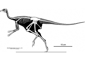 Sinornithomimus / © Andrey Atuchin. Verwendet mit freundlicher Genehmigung des Autors