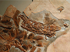 Federstrukturen des Sinornithosaurus. Creative Commons 1.0 Generic (CC SA 1.0)