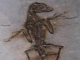 Fossil des Sinornithosaurus / © Marjorie Lipan . Creative Commons 2.0 Generic (CC BY-NC-SA 2.0) Fossil des Sinornithosaurus / © Marjorie Lipan . Creative Commons 2.0 Generic (CC BY-NC-SA 2.0)