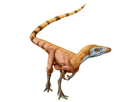Sinosauropteryx / © Julius T. Csotonyi Sinosauropteryx / © Julius T. Csotonyi. Verwendet mit freundlicher Genehmigung des Autors.