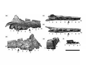 Maxilla / Xing et al. Creative Commons 4.0 International (CC BY 4.0) Maxilla / Xing et al. Creative Commons 4.0 International (CC BY 4.0)