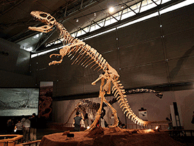 Sinraptor / © Kabacchi . Creative Commons 2.0 Generic (CC BY 2.0) Sinraptor / © Kabacchi . Creative Commons 2.0 Generic (CC BY 2.0)