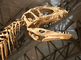 Schädel des Sinraptor/ Kabacchi. Creative Commons 2.0 Generic (CC BY 2.0) Schädel des Sinraptor/ Kabacchi. Creative Commons 2.0 Generic (CC BY 2.0)