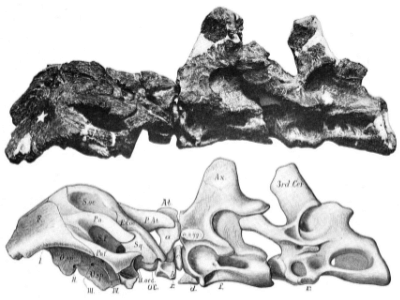 Holotyp / © Charles C. Gilmore. Bild ist gemeinfrei / public domain
