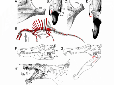 Kiefermechanik des Spinosaurus / Hendrickx et al. Creative Commons 4.0 International (CC BY 4.0) Kiefermechanik des Spinosaurus / Hendrickx et al. Creative Commons 4.0 International (CC BY 4.0)