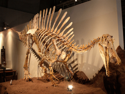 Rekonstruiertes Skelett des Spinosaurus / Kabacchi. Creative Commons 2.0 Generic (CC BY 2.0) Rekonstruiertes Skelett des Spinosaurus / Kabacchi. Creative Commons 2.0 Generic (CC BY 2.0)