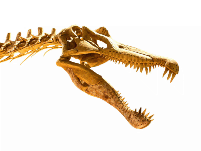 Schädel des Spinosaurus / Kabacchi. Bild freigestellt durch Dinodata.de. Creative Commons 2.0 Generic (CC BY 2.0) Schädel des Spinosaurus / Kabacchi. Bild freigestellt durch Dinodata.de. Creative Commons 2.0 Generic (CC BY 2.0)