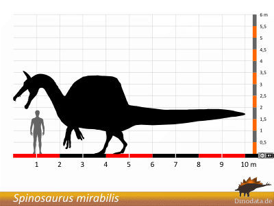 Größe S. mirabilis / ©  Dinodata.de