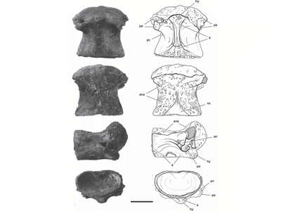 Fossil / © Sereno et al.