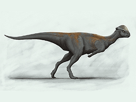 Stegoceras / © Edyta Felcyn-Kowalska. Verwendet mit freundlicher Genehmigung des Autors Stegoceras / © Edyta Felcyn-Kowalska. Verwendet mit freundlicher Genehmigung des Autors