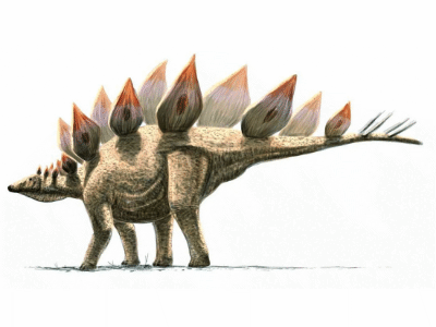 Skelett des Stegosaurus / © Alain Beneteau. Verwendet mit freundlicher Genehmigung des Autors Skelett des Stegosaurus / © Alain Beneteau. Verwendet mit freundlicher Genehmigung des Autors