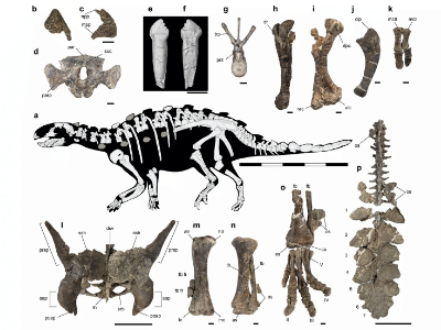 Fossilien © Soto-Acuña et al. Creative Commons 4.0 International (CC BY 4.0) Fossilien © Soto-Acuña et al. Creative Commons 4.0 International (CC BY 4.0)