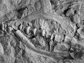 Ischium und Wirbel des Stenopelix / Butler & Sullivan. Creative Commons 4.0 International (CC BY 4.0) Ischium und Wirbel des Stenopelix / Butler & Sullivan. Creative Commons 4.0 International (CC BY 4.0)