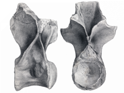 Wirbelknochen des Streptospondylus. Bild ist gemeinfrei