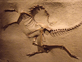 Struthiomimus / Mike Beauregard . Creative Commons 2.0 Generic (CC BY 2.0) Struthiomimus / Mike Beauregard . Creative Commons 2.0 Generic (CC BY 2.0)