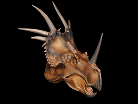 Styracosaurus © Davide Bonadonna. Verwendet mit freundlicher Genehmigung des Autors Styracosaurus © Davide Bonadonna. Verwendet mit freundlicher Genehmigung des Autors