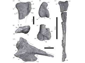 Fossilien des Tachiraptor/ Langer et al. Creative Commons 4.0 International (CC BY 4.0) Fossilien des Tachiraptor/ Langer et al. Creative Commons 4.0 International (CC BY 4.0)