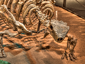 Talarurus / © Vladimir Tuma. Verwendet mit freundlicher Genehmigung des Autors Talarurus / © Vladimir Tuma. Verwendet mit freundlicher Genehmigung des Autors