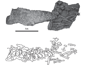 Fossil des Tambatitanis / Saegusa & Ikeda. Creative Commons 3.0 Unported (CC BY 3.0) Fossil des Tambatitanis / Saegusa & Ikeda. Creative Commons 3.0 Unported (CC BY 3.0)