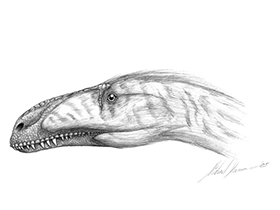 Tanycolagreus / © Michael Hanson. Verwendet mit freundlicher Genehmigung des Autors Tanycolagreus / © Michael Hanson. Verwendet mit freundlicher Genehmigung des Autors